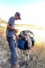 2024-06-hiking-with-pack-goats_01.jpg