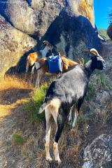 2024-06-hiking-with-pack-goats_02.jpg