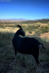 2024-06-hiking-with-pack-goats_04.jpg