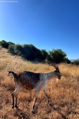 2024-06-hiking-with-pack-goats_06.jpg