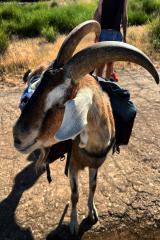 2024-06-hiking-with-pack-goats_07.jpg