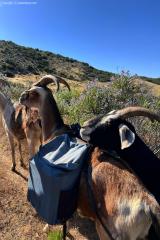 2024-06-hiking-with-pack-goats_08.jpg