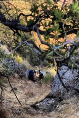 2024-06-hiking-with-pack-goats_10.jpg